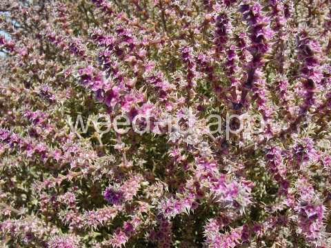 thistle, Russian